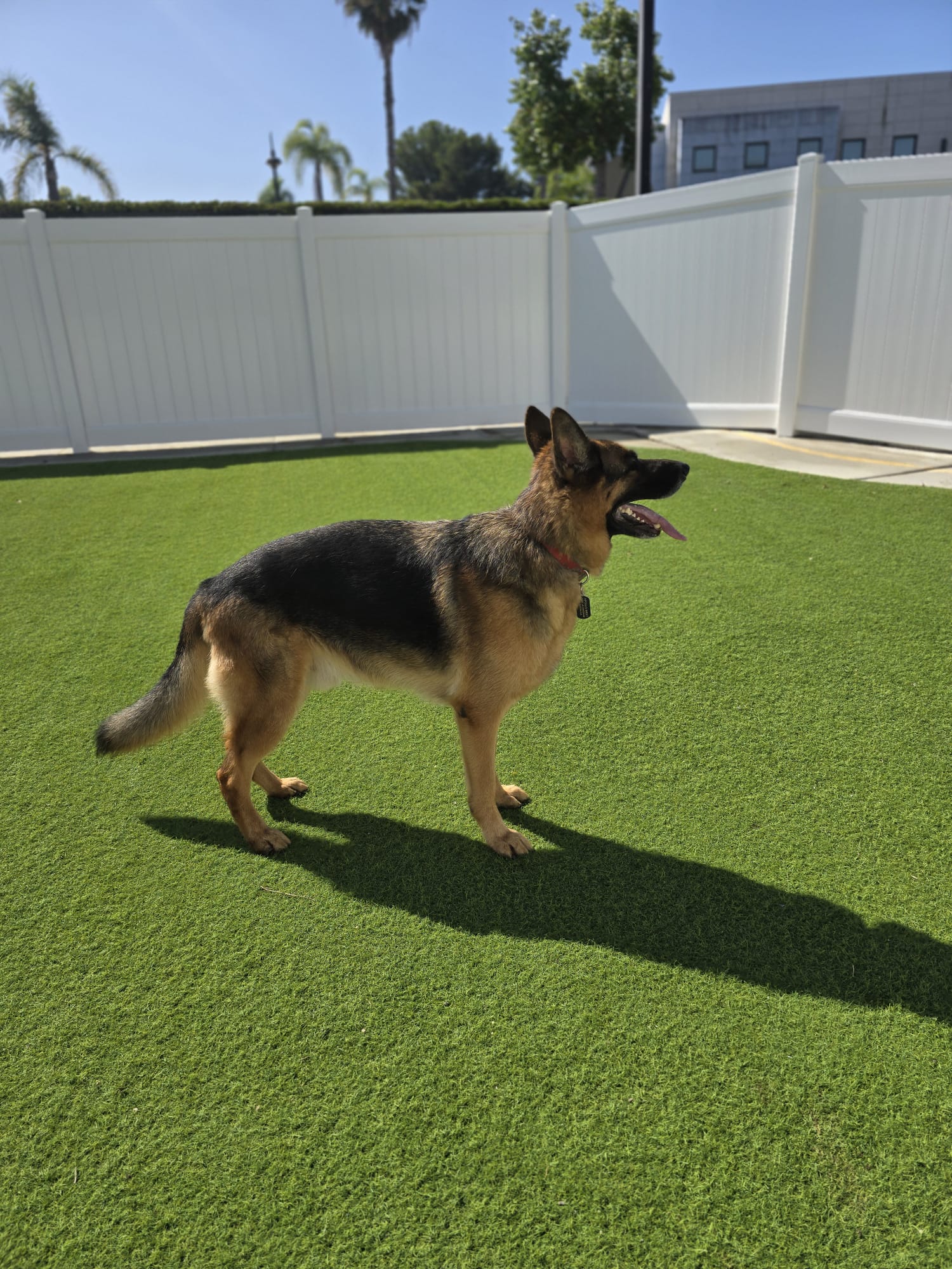 Potty Breaks at Cali Pets Hotel