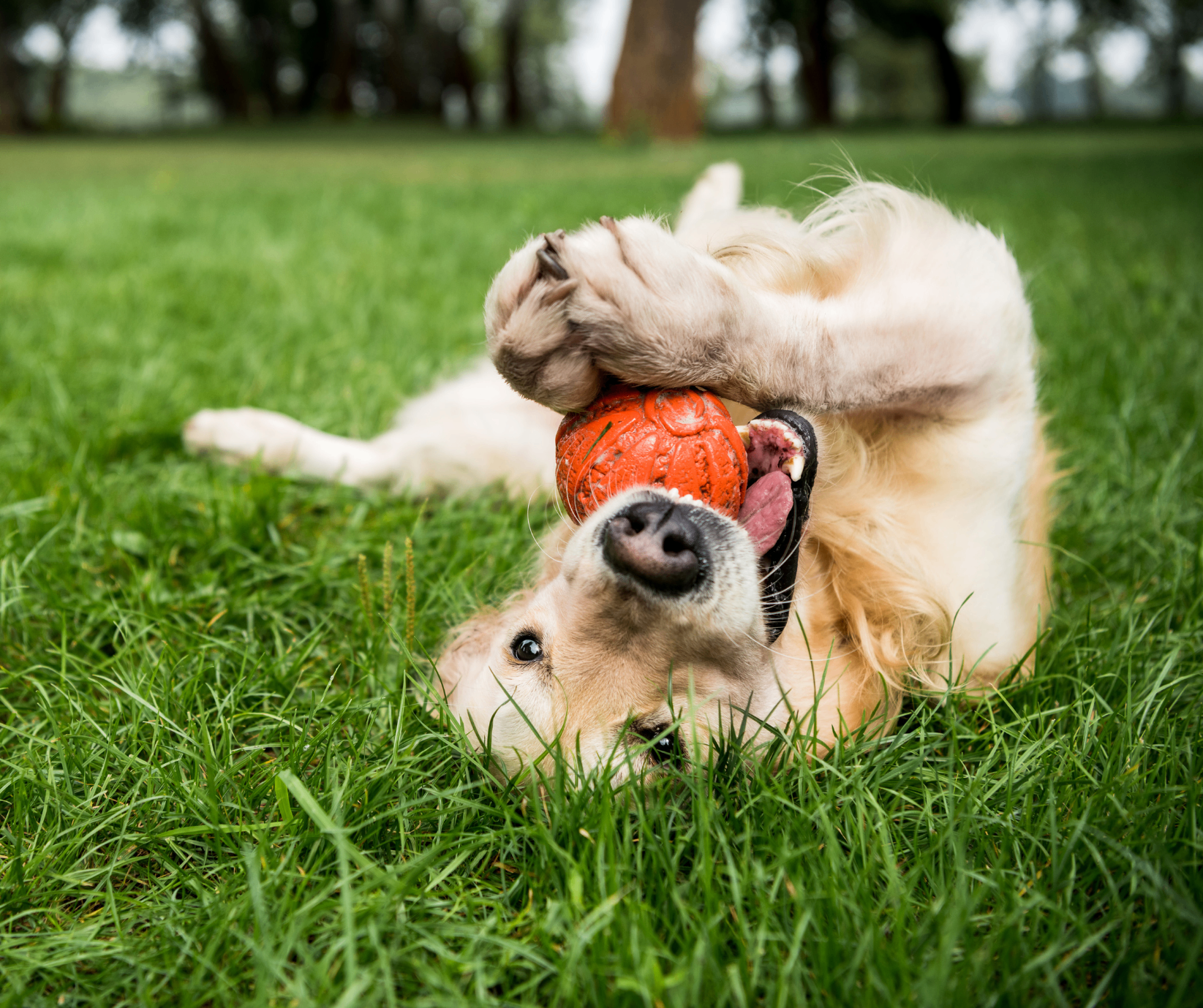 Golden Retriever rolling in the grass with a ball at Cali Pets