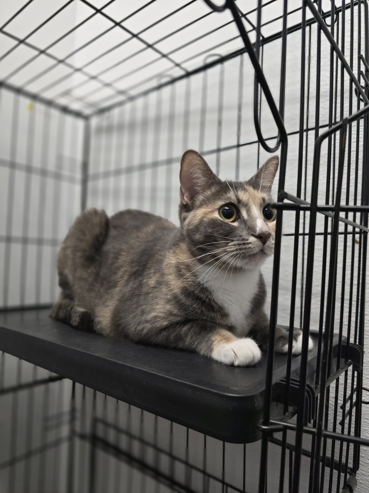 Rest Time at Cali Pets Hotel