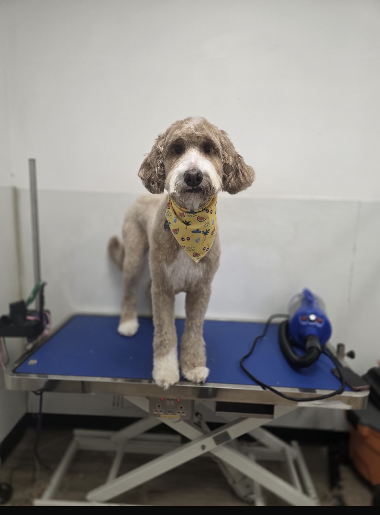 Goldendoodle in a sunny yellow bandana after grooming at Cali Pets