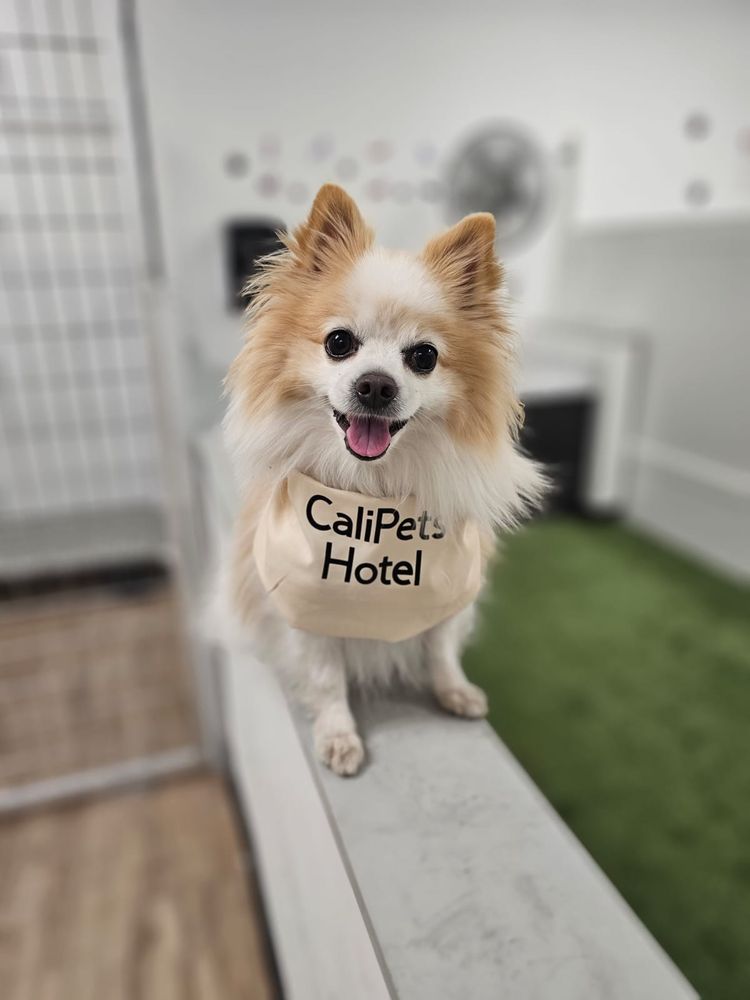Smiling Pomeranian wearing a Cali Pets Hotel bandana at our Anaheim Hills facility