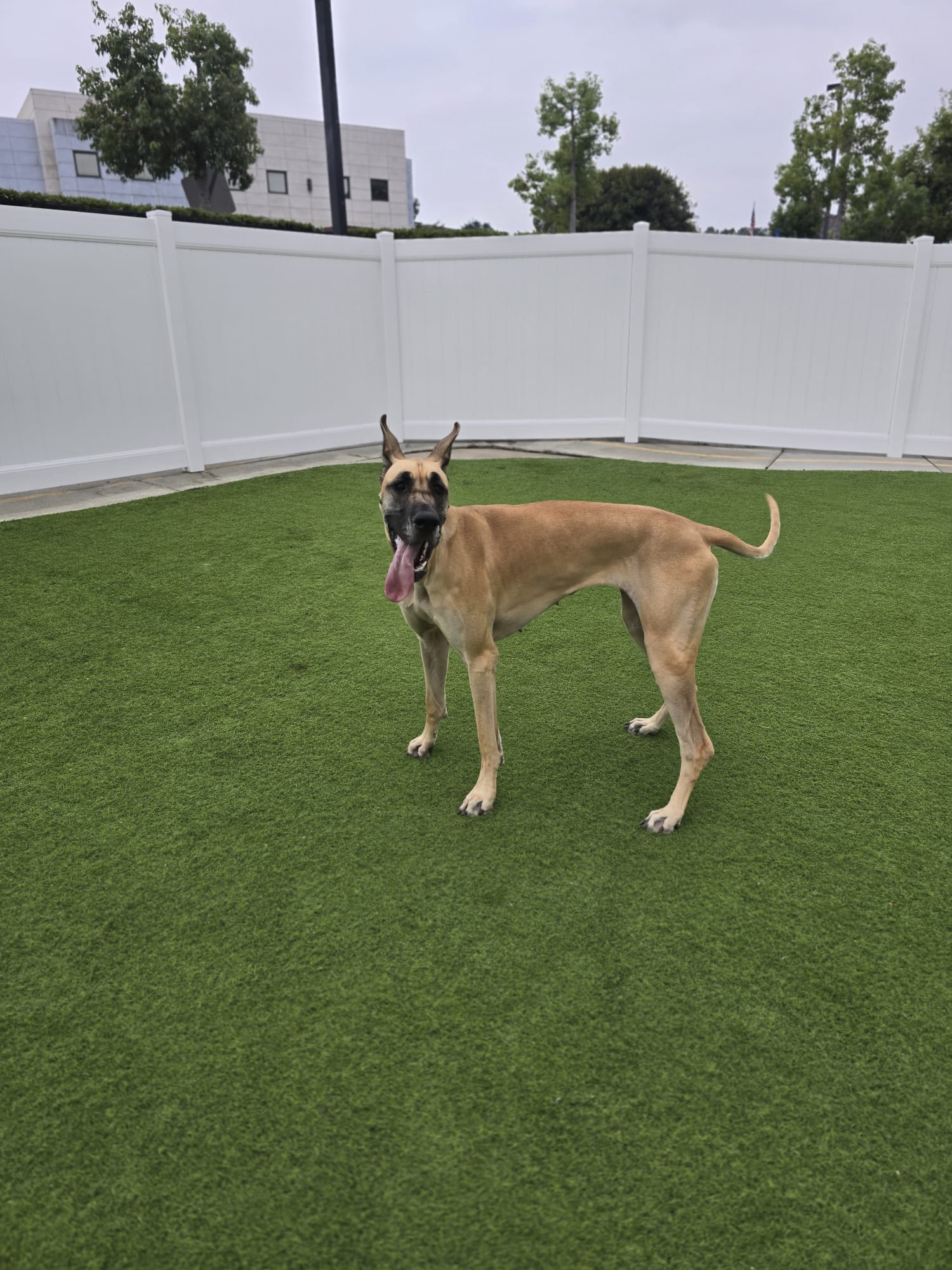 Great Dane enjoying the outdoor turf play yard at Cali Pets daycare in Anaheim Hills