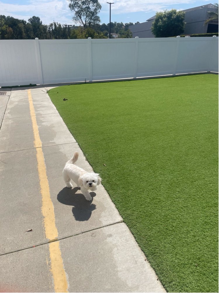 Play Time at Cali Pets Hotel
