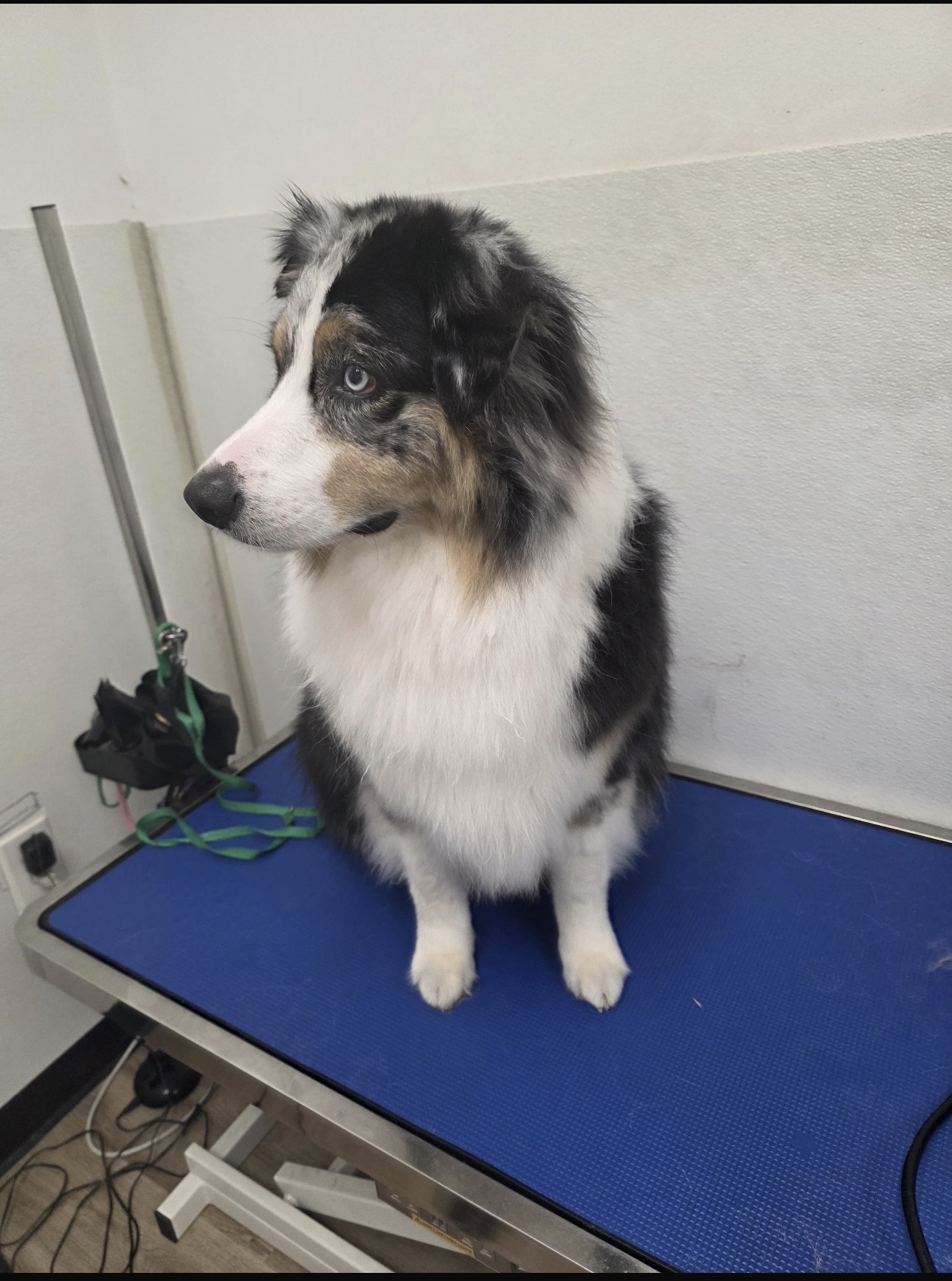 Australian shepherd looking calm during a grooming session in Anaheim Hills
