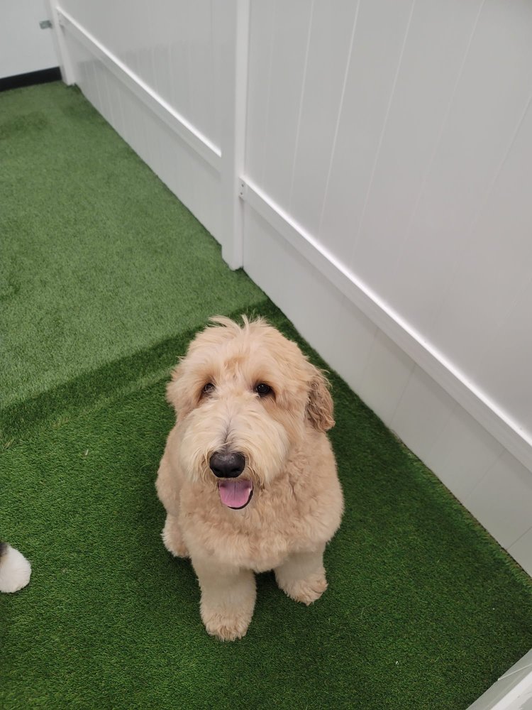 Smiling doodle after a professional grooming session in Anaheim Hills