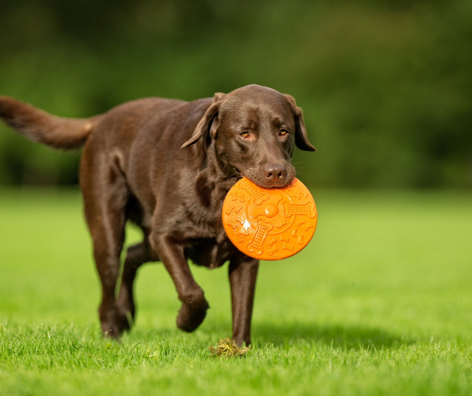 Chocolate Labrador running outdoors with a frisbee at Cali Pets
