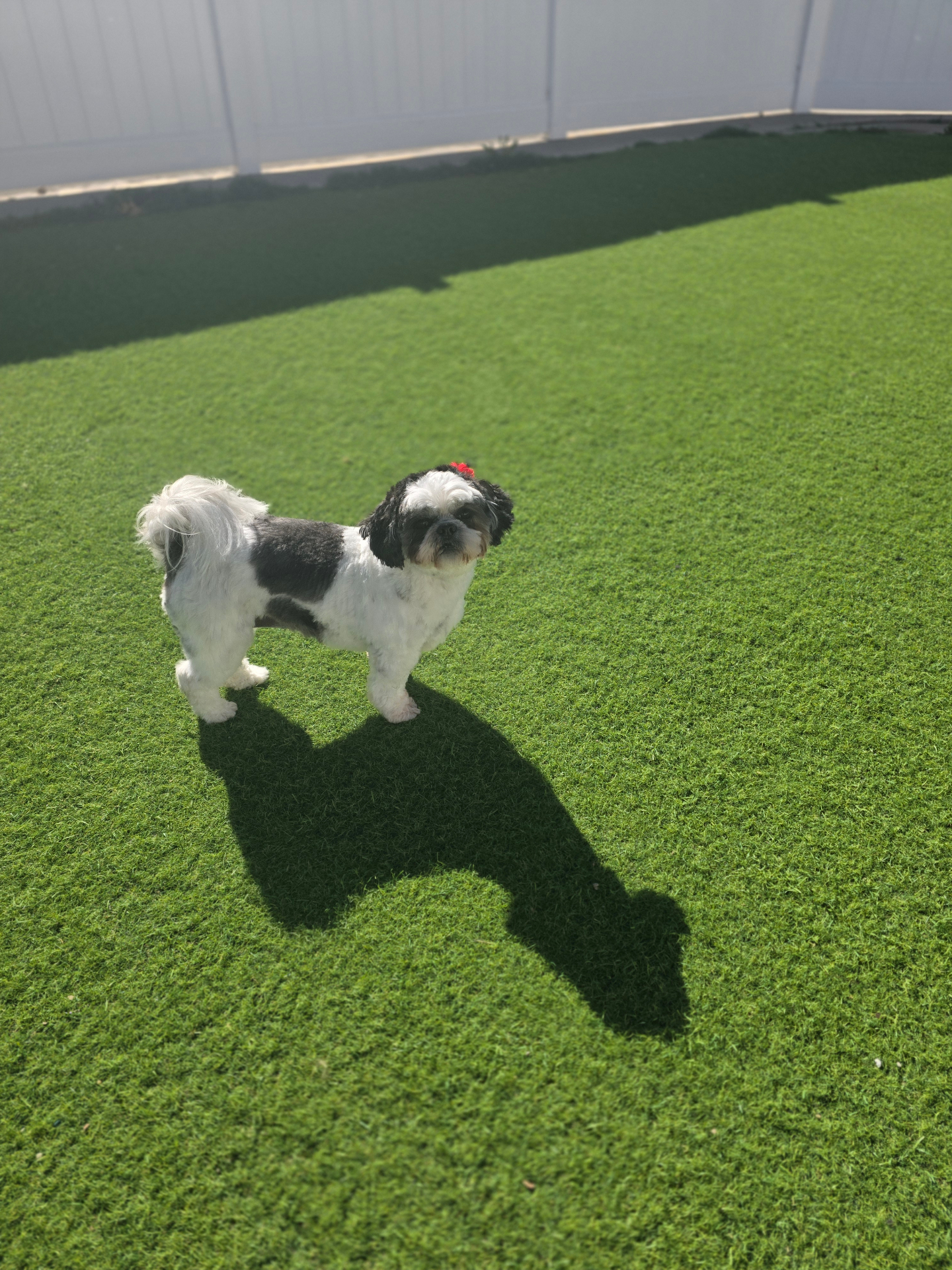 Happy Shih Tzu enjoying the outdoor play yard at Cali Pets Hotel