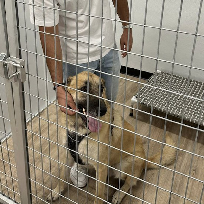 Happy Pickup at Cali Pets Hotel