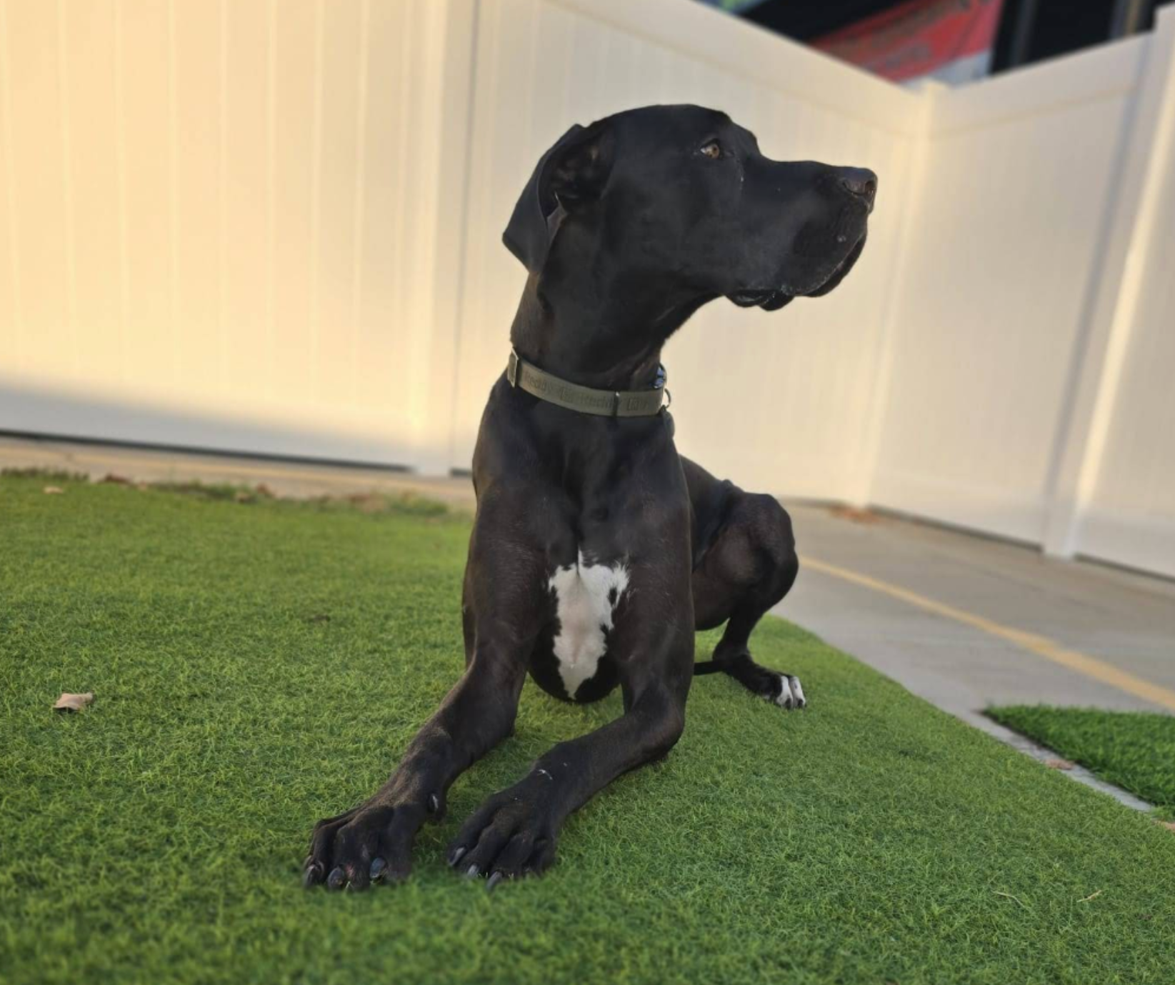 Check In at Cali Pets Hotel