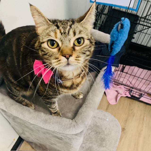 Tabby cat Bella with a pink bow playing with a feather toy at Cali Pets cat boarding