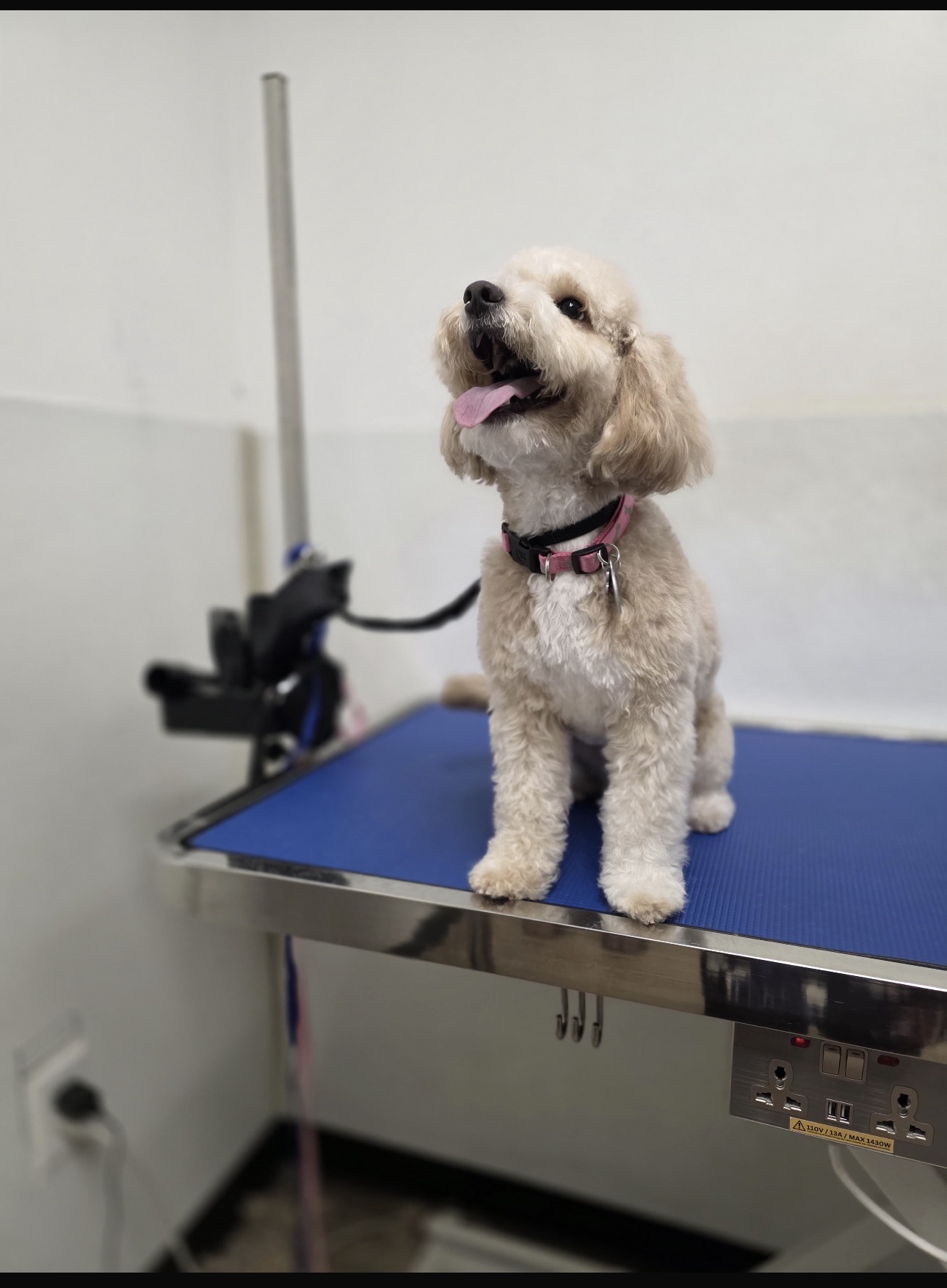 Grooming at Cali Pets Hotel