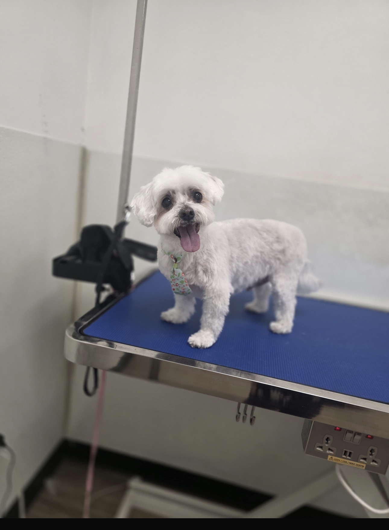 Freshly groomed Maltese in a floral tie at Cali Pets grooming spa