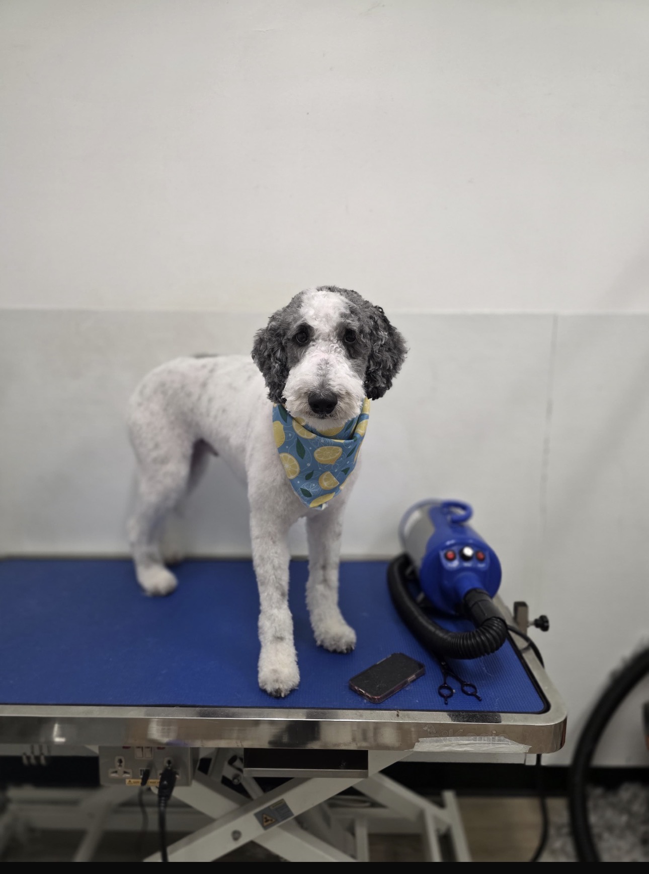 Black and white spotted doodle in a lemon bandana at Cali Pets spa