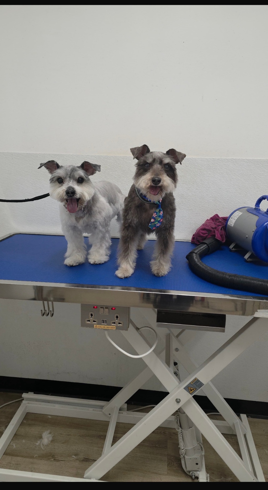 Two schnauzer siblings after a matching trim at Cali Pets grooming